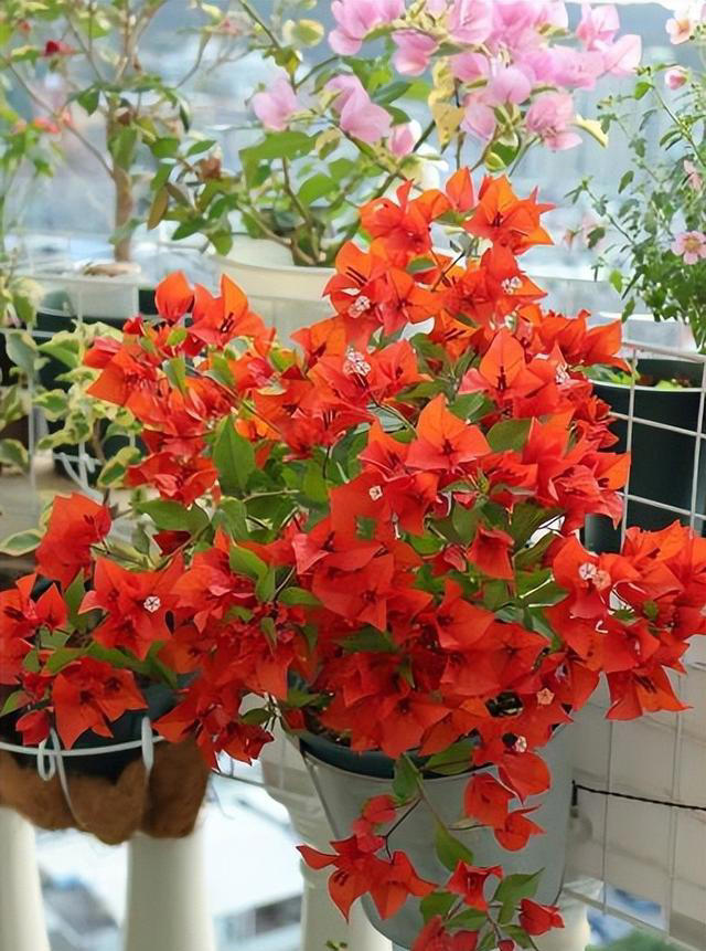 分享6种高颜值三角梅，花色鲜艳上档次，开花一茬接一茬