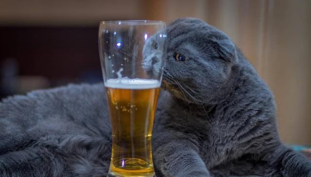 猫咪总喝主人杯子里的水，究竟是被什么吸引