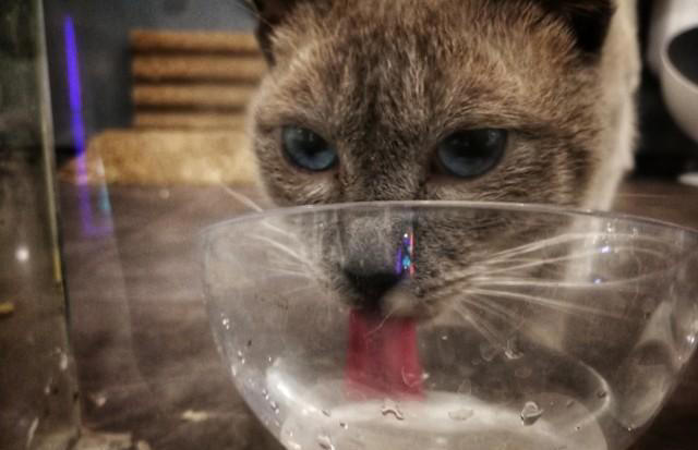 猫咪总喝主人杯子里的水，究竟是被什么吸引