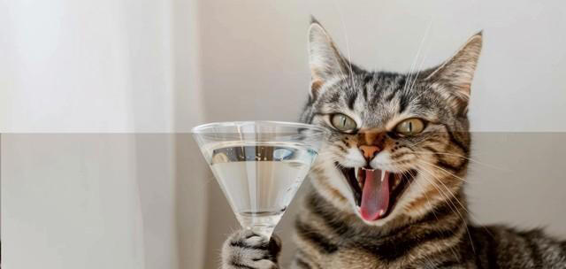 猫咪总喝主人杯子里的水，究竟是被什么吸引