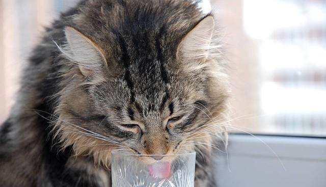 猫咪总喝主人杯子里的水，究竟是被什么吸引