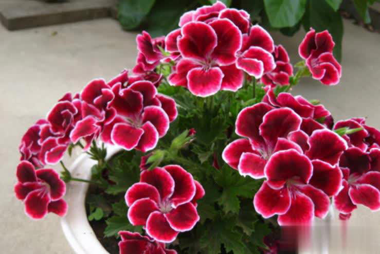 阳台养天竺葵的3个技巧，让盆栽养护事半功倍