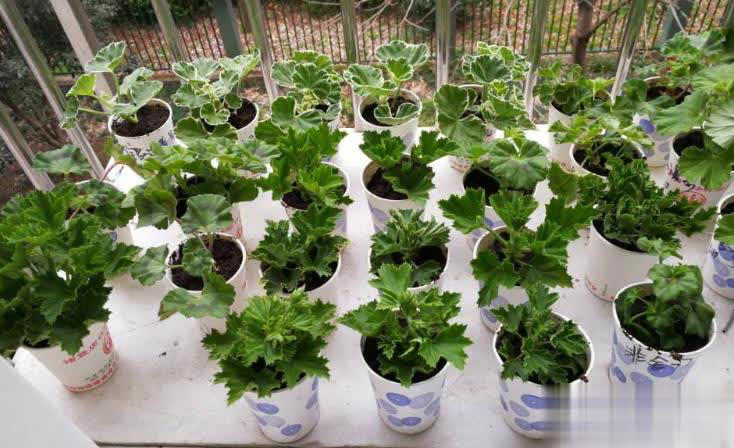 阳台养天竺葵的3个技巧，让盆栽养护事半功倍