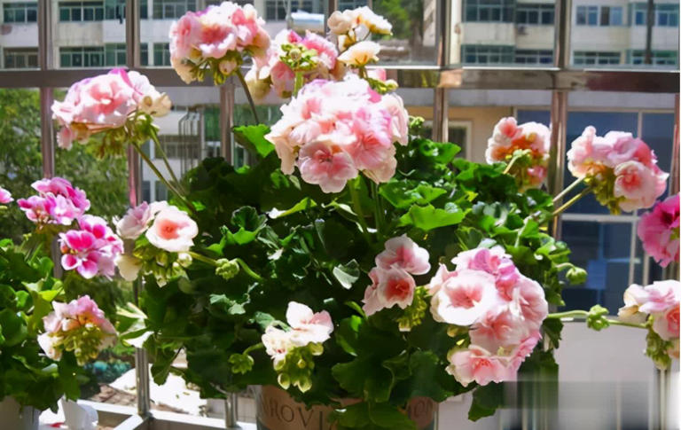 阳台养天竺葵的3个技巧，让盆栽养护事半功倍