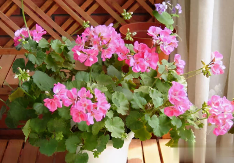 阳台养天竺葵的3个技巧，让盆栽养护事半功倍