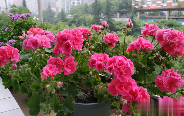 阳台养天竺葵的3个技巧，让盆栽养护事半功倍