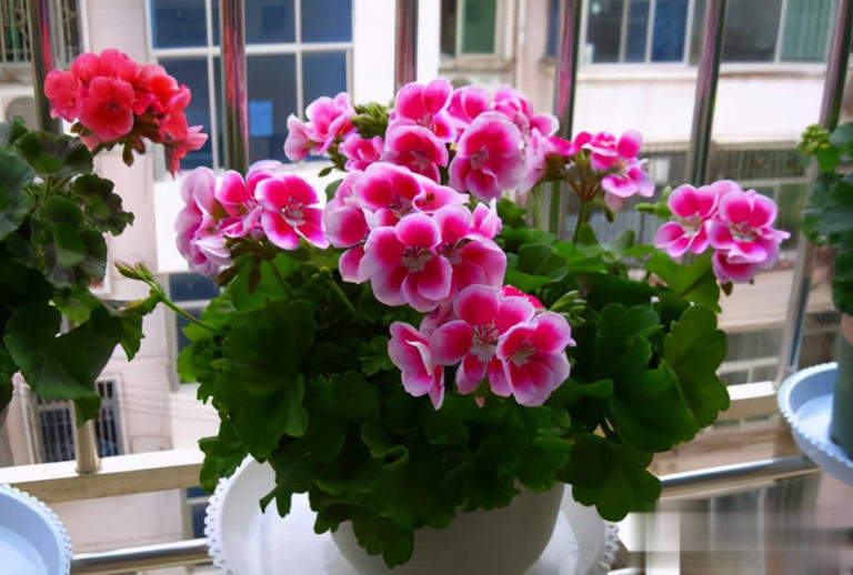 阳台养天竺葵的3个技巧，让盆栽养护事半功倍