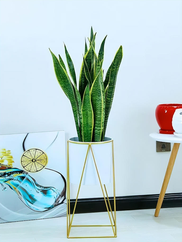 老人称这4种花草一旦开花，预示“好事将近”有好兆头