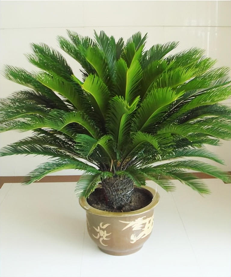 老人称这4种花草一旦开花，预示“好事将近”有好兆头