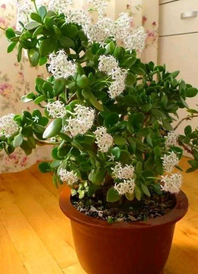 老人称这4种花草一旦开花，预示“好事将近”有好兆头