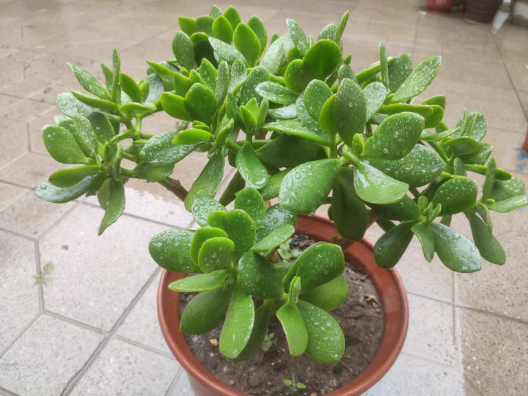 老人称这4种花草一旦开花，预示“好事将近”有好兆头