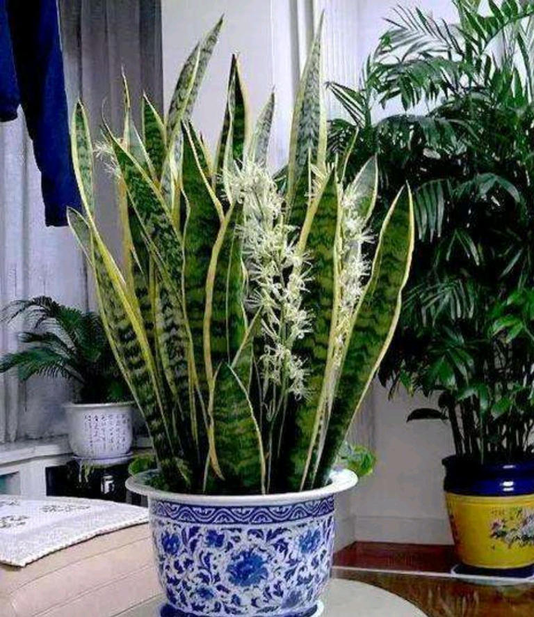 老人称这4种花草一旦开花，预示“好事将近”有好兆头