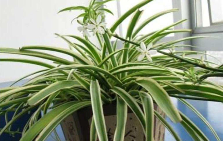 老人称这4种花草一旦开花，预示“好事将近”有好兆头