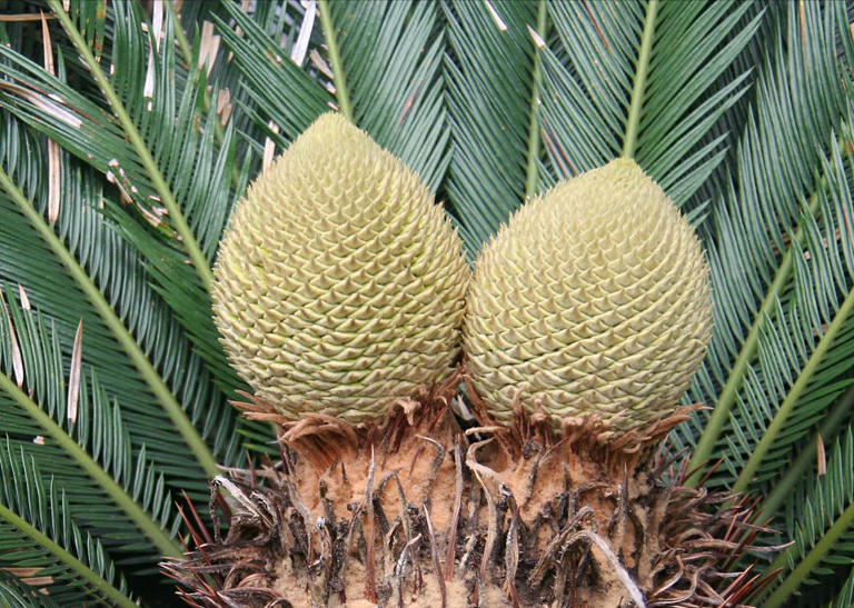 老人称这4种花草一旦开花，预示“好事将近”有好兆头