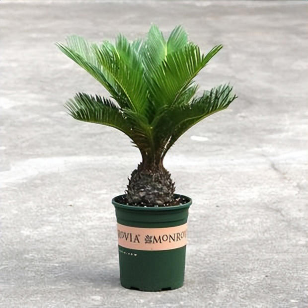 老人称这4种花草一旦开花，预示“好事将近”有好兆头