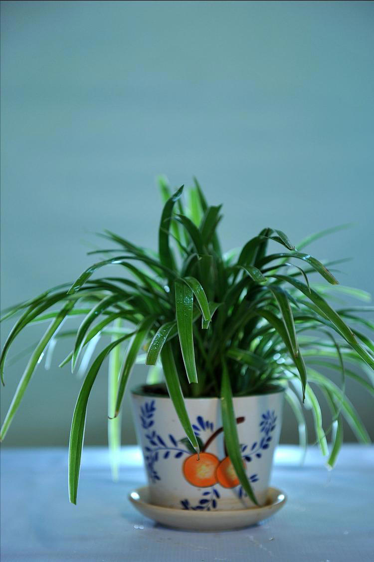 老人称这4种花草一旦开花，预示“好事将近”有好兆头