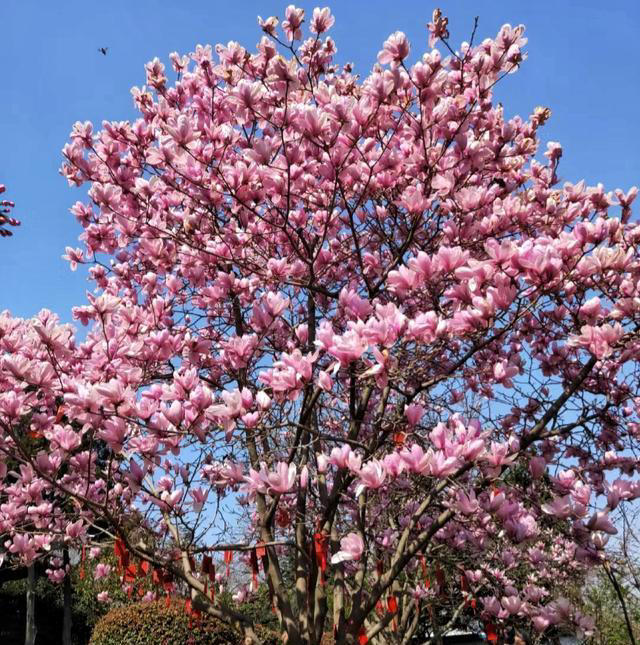 公认“开花美丽”的10种树，一树成景，有院子一定要种一棵