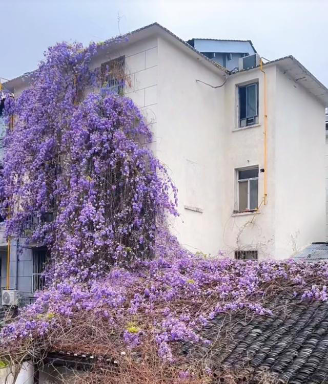 公认“开花美丽”的10种树，一树成景，有院子一定要种一棵