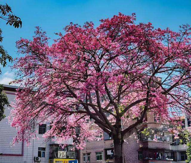 公认“开花美丽”的10种树，一树成景，有院子一定要种一棵