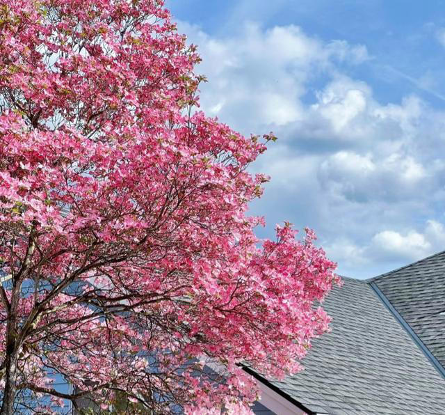 公认“开花美丽”的10种树，一树成景，有院子一定要种一棵