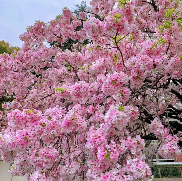 公认“开花美丽”的10种树，一树成景，有院子一定要种一棵