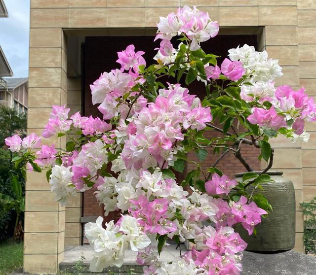 公认“开花美丽”的10种树，一树成景，有院子一定要种一棵