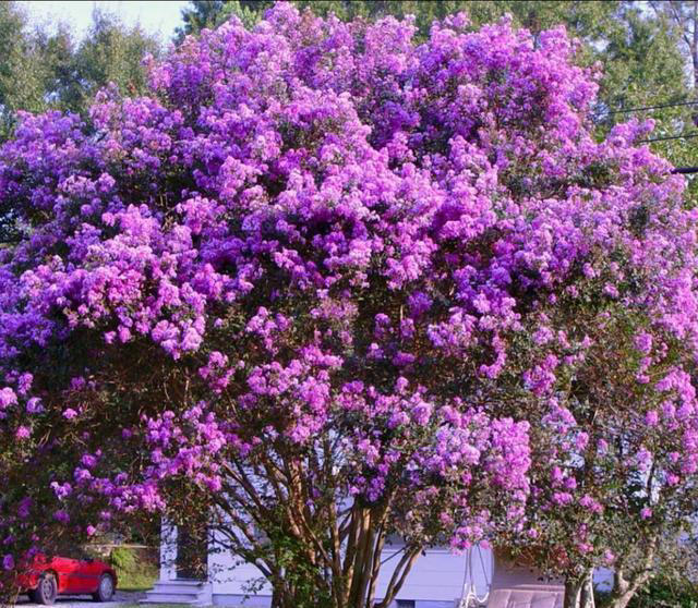 公认“开花美丽”的10种树，一树成景，有院子一定要种一棵