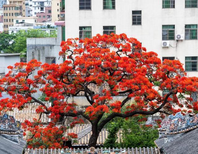 公认“开花美丽”的10种树，一树成景，有院子一定要种一棵
