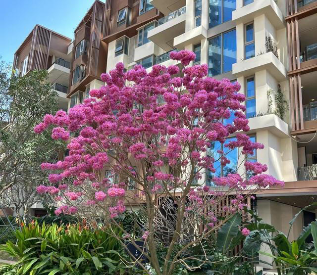 公认“开花美丽”的10种树，一树成景，有院子一定要种一棵