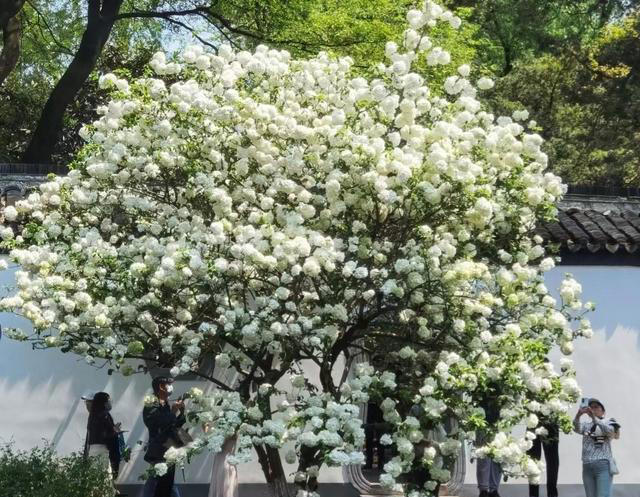 公认“开花美丽”的10种树，一树成景，有院子一定要种一棵