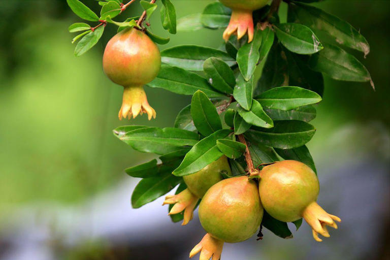 “房前不栽树，屋后不种花”非迷信，竟有科学依据！