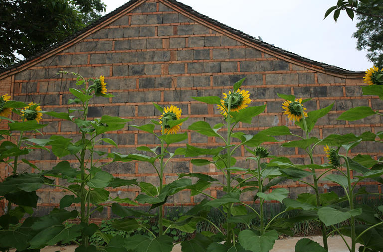 “房前不栽树，屋后不种花”非迷信，竟有科学依据！