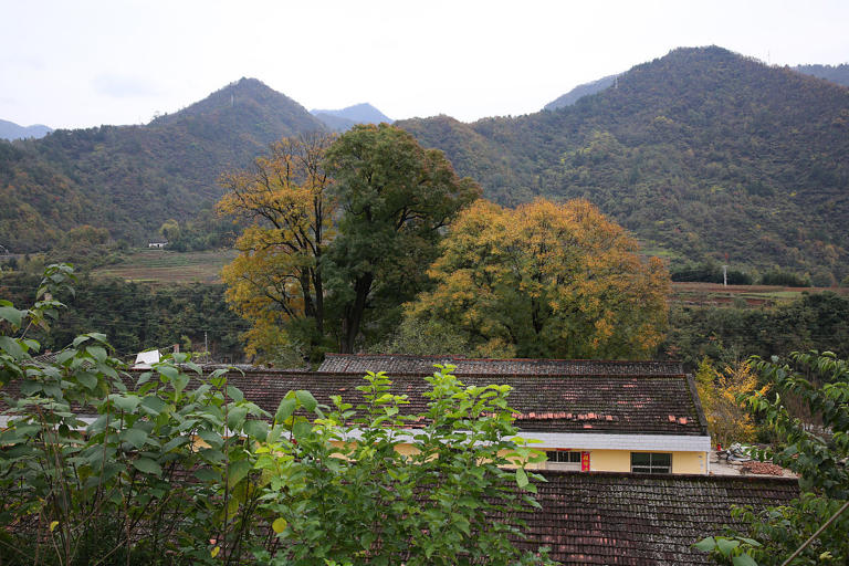 “房前不栽树，屋后不种花”非迷信，竟有科学依据！