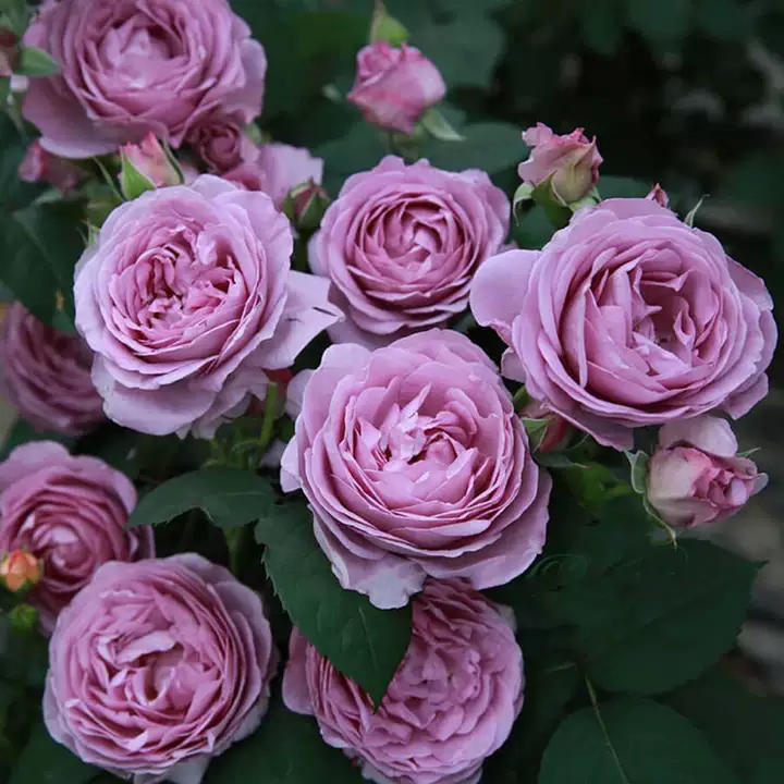 “房前不栽树，屋后不种花”非迷信，竟有科学依据！