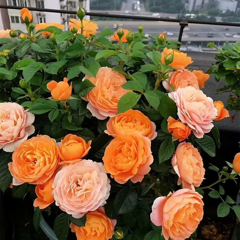 “房前不栽树，屋后不种花”非迷信，竟有科学依据！