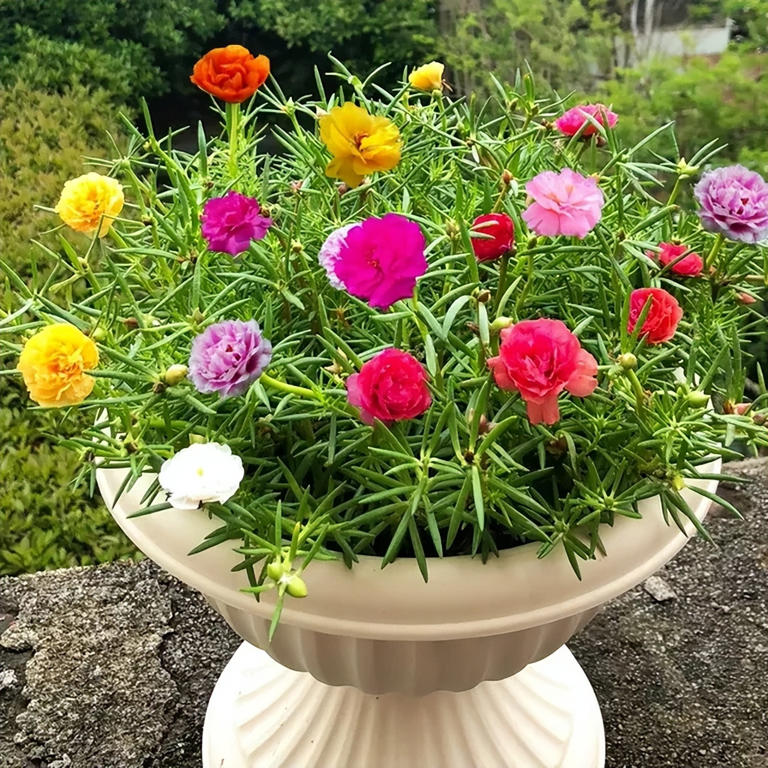 “房前不栽树，屋后不种花”非迷信，竟有科学依据！