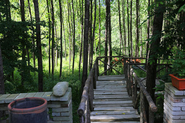 “房前不栽树，屋后不种花”非迷信，竟有科学依据！