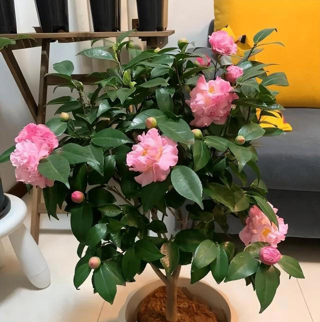 值得拥有的6种花，性价比高爱开花，是客厅盆栽佳品