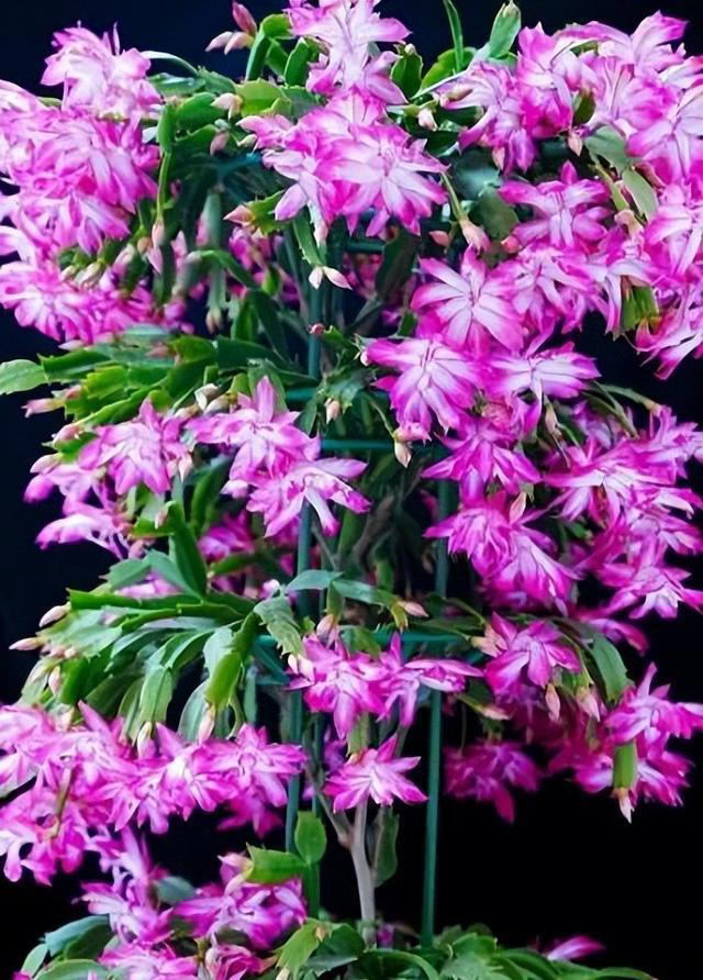 值得拥有的6种花，性价比高爱开花，是客厅盆栽佳品