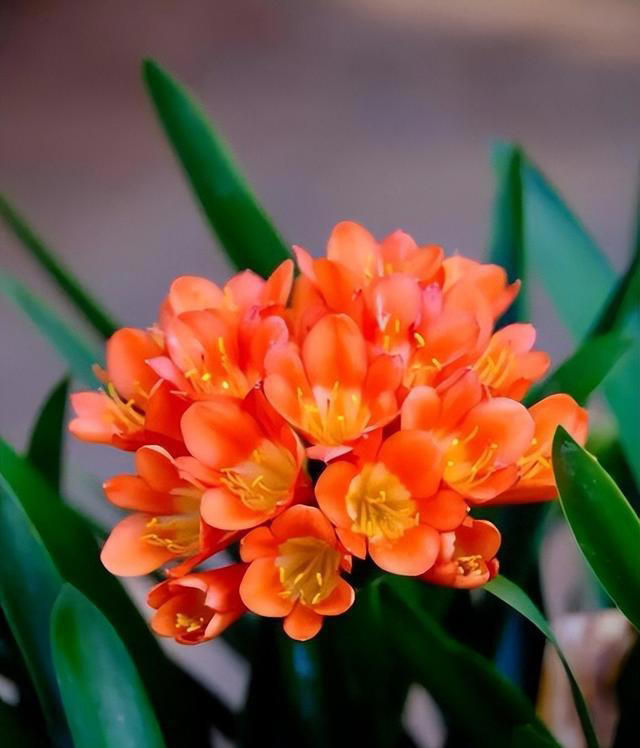 值得拥有的6种花，性价比高爱开花，是客厅盆栽佳品