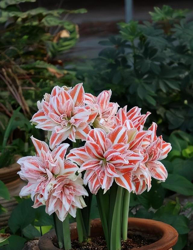 值得拥有的6种花，性价比高爱开花，是客厅盆栽佳品