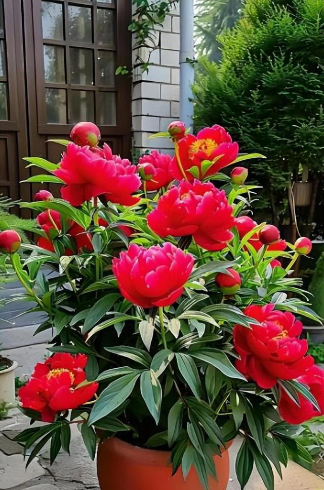 值得拥有的6种花，性价比高爱开花，是客厅盆栽佳品