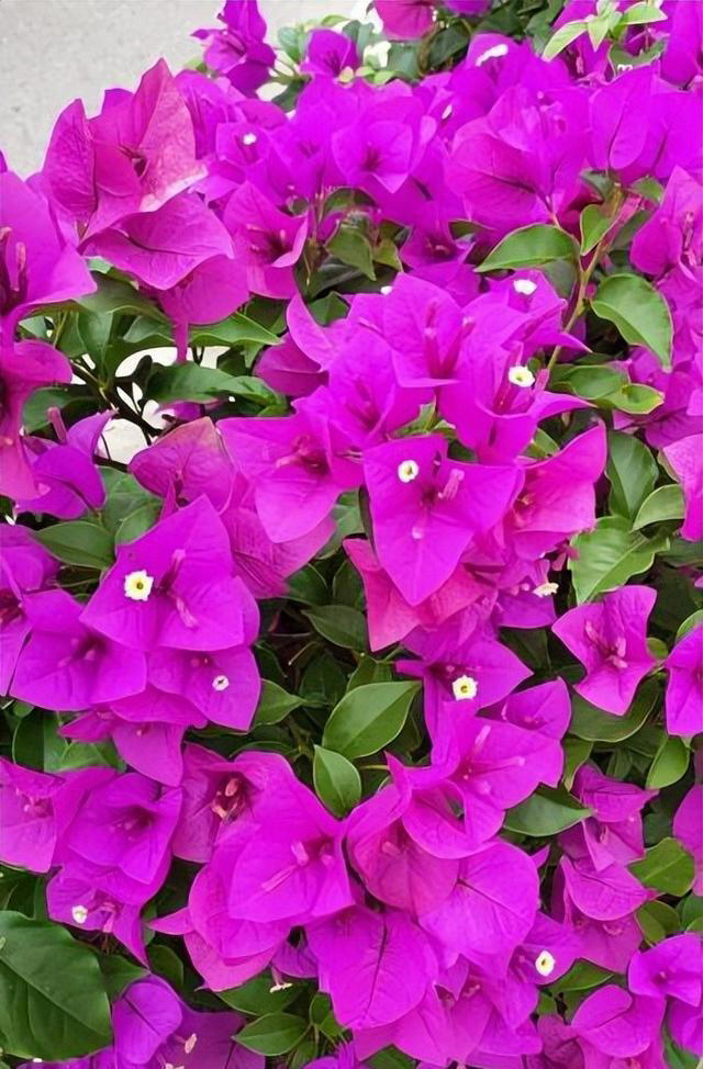 值得拥有的6种花，性价比高爱开花，是客厅盆栽佳品