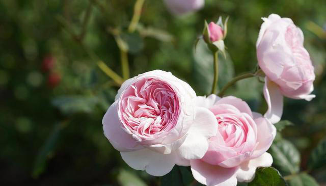 奉劝新人养花，试试这5种，好看好养，一开花就是大半年