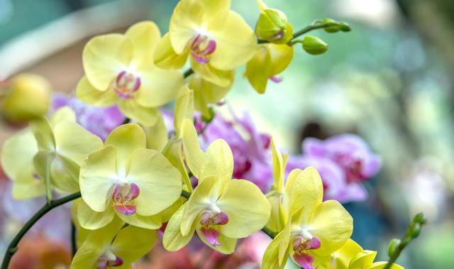 奉劝新人养花，试试这5种，好看好养，一开花就是大半年