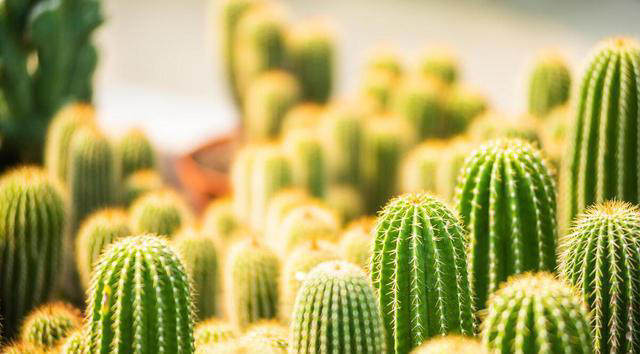 奉劝新人养花，试试这5种，好看好养，一开花就是大半年