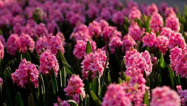 奉劝新人养花，试试这5种，好看好养，一开花就是大半年