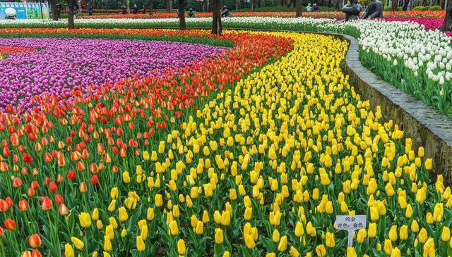 奉劝新人养花，试试这5种，好看好养，一开花就是大半年