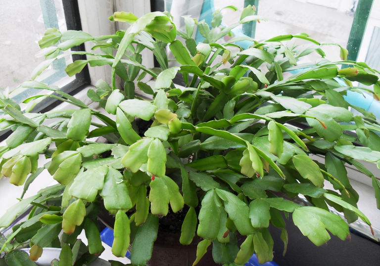 3款花期长易爆盆植物，居家盆栽好养又美！