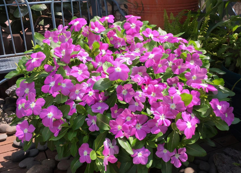 3款花期长易爆盆植物，居家盆栽好养又美！